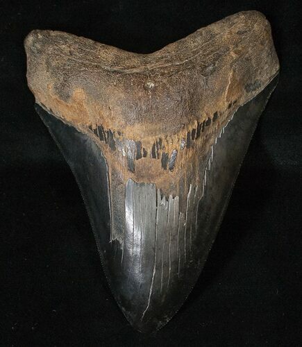 Sharp, Black Megalodon Tooth #15605